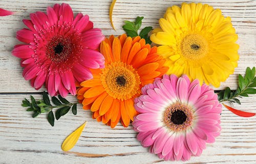 Red, orange, pink and gold trimmed gerbera daisy blooms, offset by a light wooden background