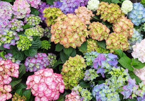 Hydrangeas come in many colors: here we see purple, green, pink and blue