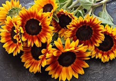 A handful of cut red sunflowers, laid upon a countertop, await their vase