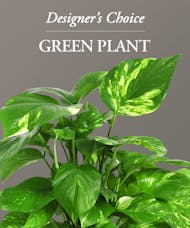 Green Plant - Designer's Choice