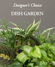 Dish Garden - Designer's Choice